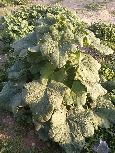 تصویر پرسش و پاسخ گیاه