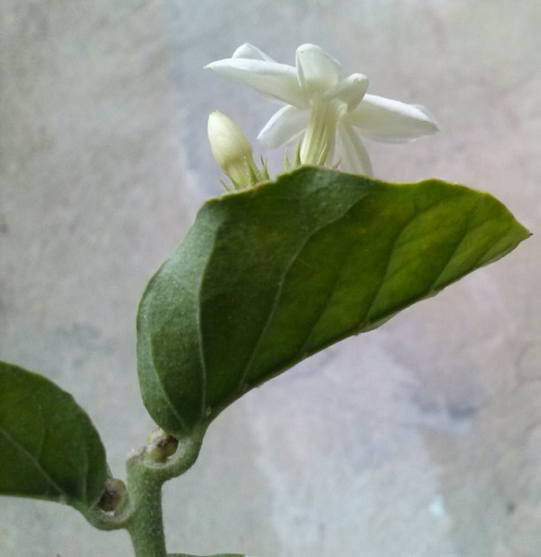 تصویر پرسش و پاسخ گیاه