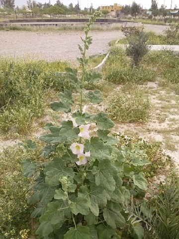 تصویر پرسش و پاسخ گیاه