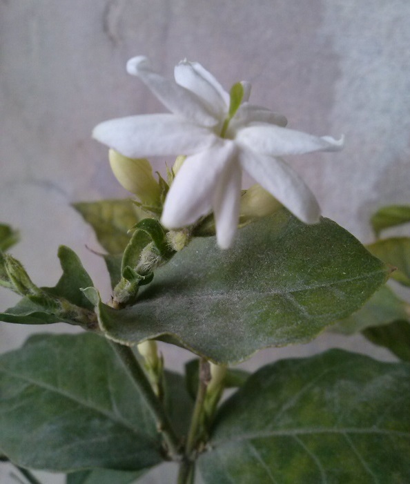 تصویر پرسش و پاسخ گیاه