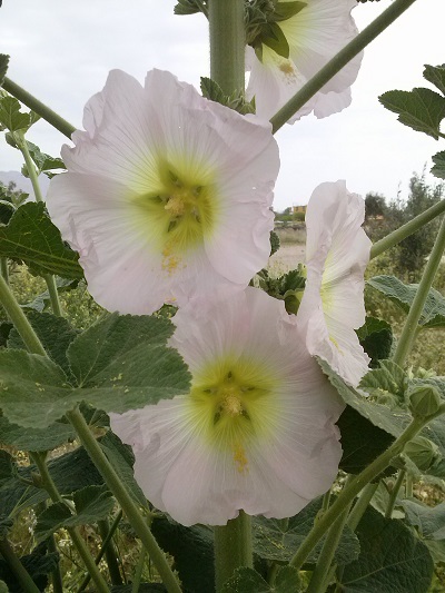 تصویر پرسش و پاسخ گیاه