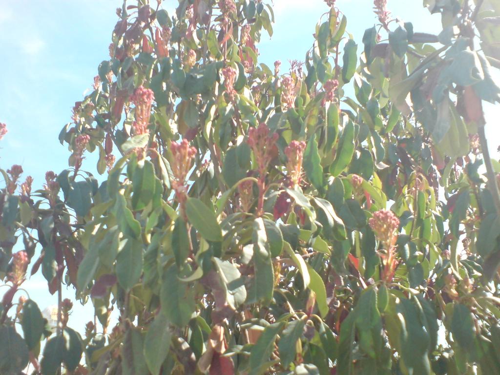 تصویر پرسش و پاسخ گیاه