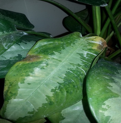 تصویر پرسش و پاسخ گیاه
