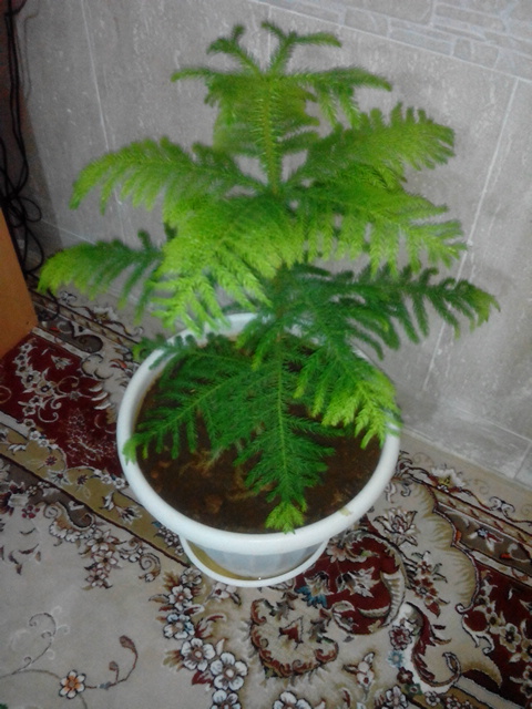 تصویر پرسش و پاسخ گیاه