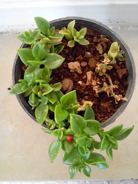 تصویر پرسش و پاسخ گیاه