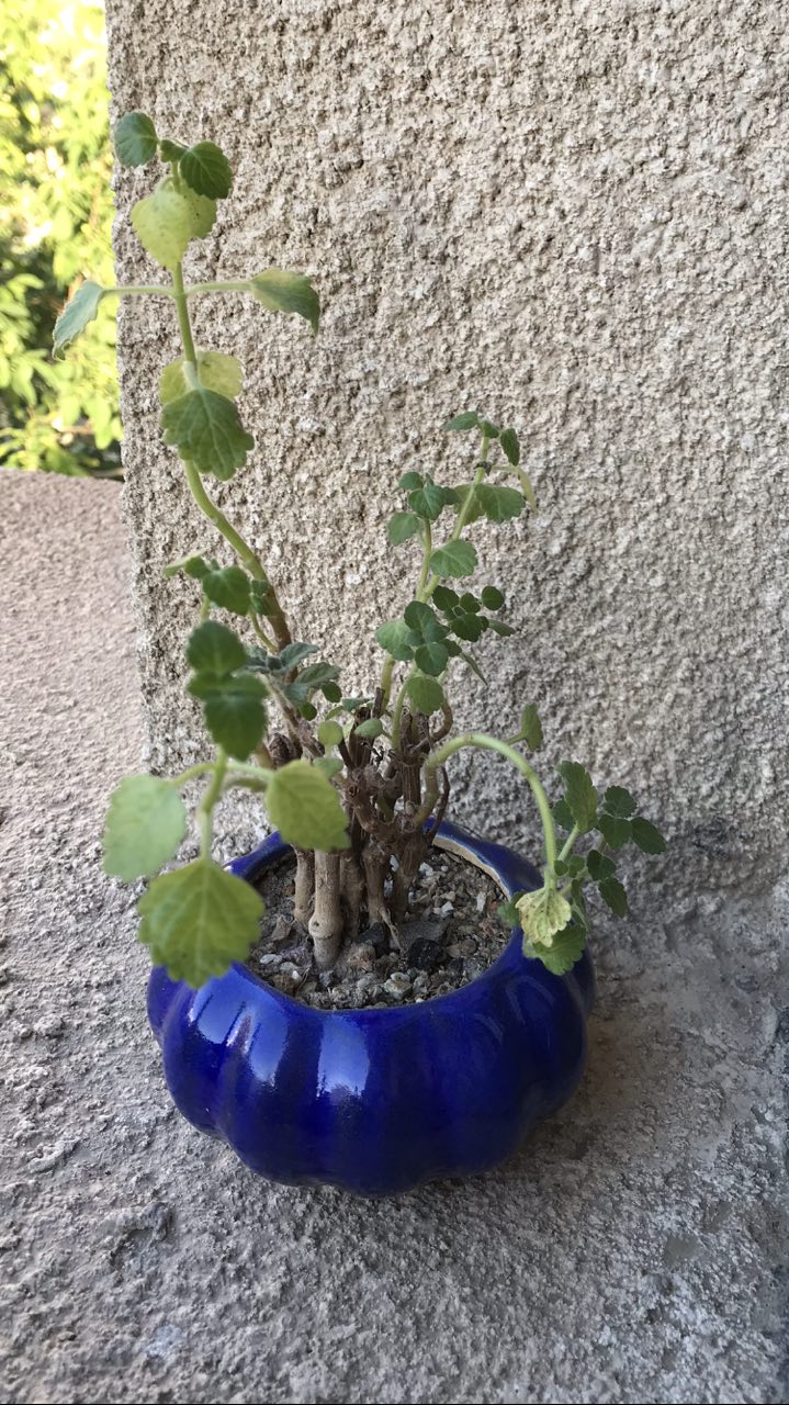 تصویر پرسش و پاسخ گیاه