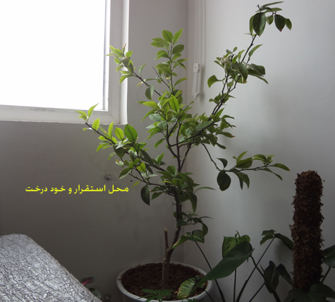 تصویر پرسش و پاسخ گیاه