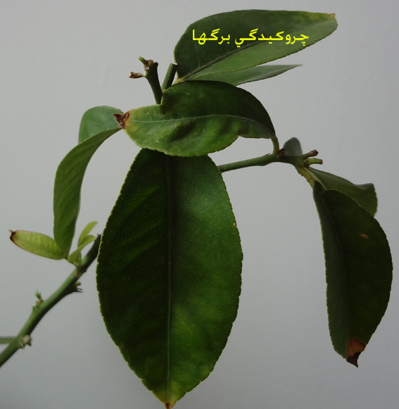 تصویر پرسش و پاسخ گیاه