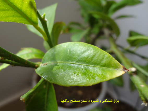 تصویر پرسش و پاسخ گیاه