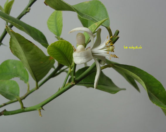 تصویر پرسش و پاسخ گیاه
