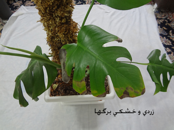 تصویر پرسش و پاسخ گیاه