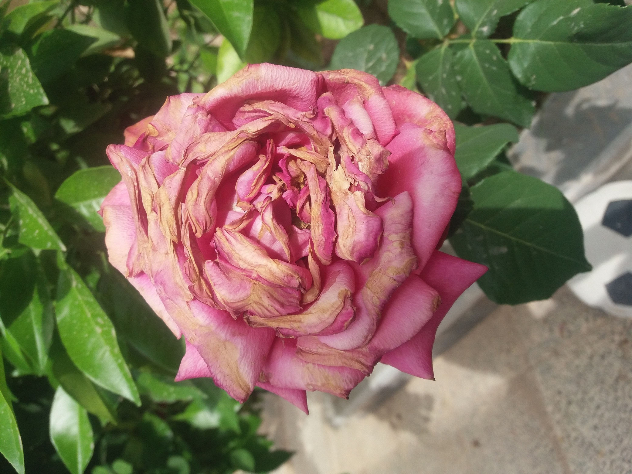 تصویر پرسش و پاسخ گیاه