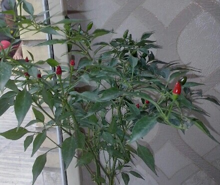 تصویر پرسش و پاسخ گیاه
