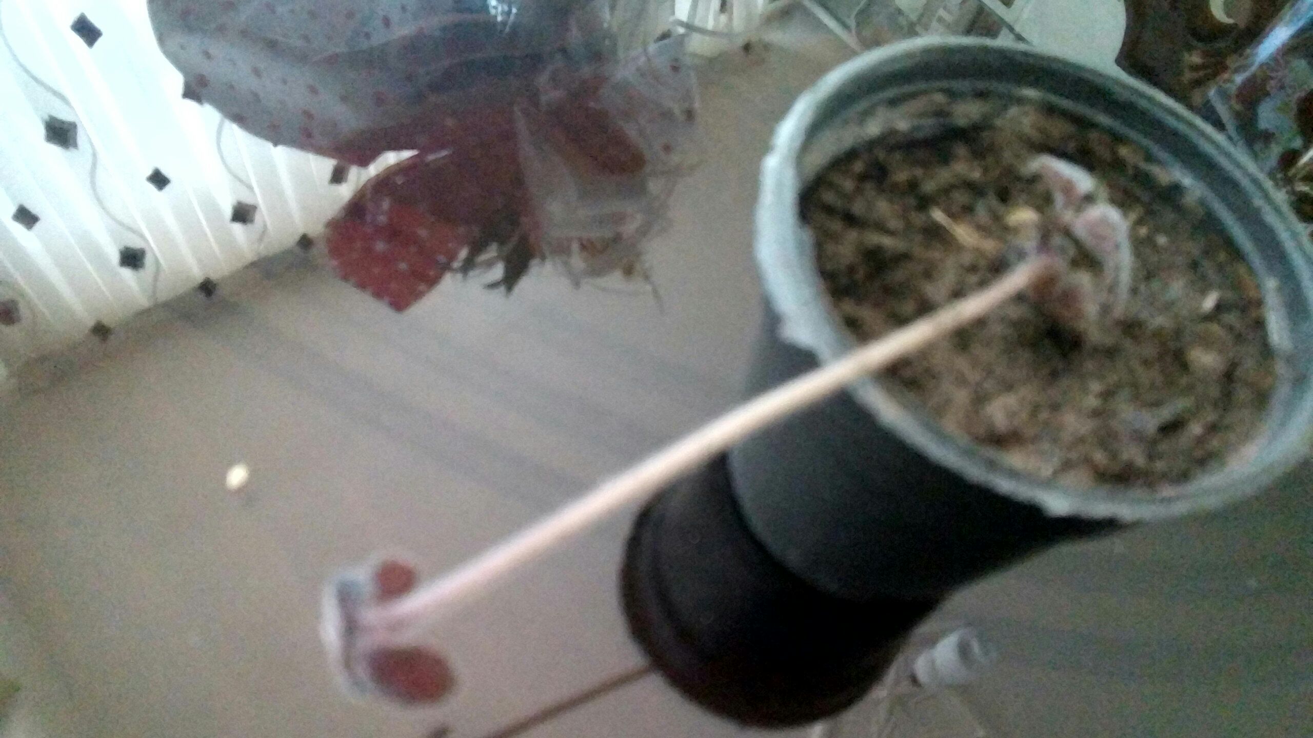 تصویر پرسش و پاسخ گیاه