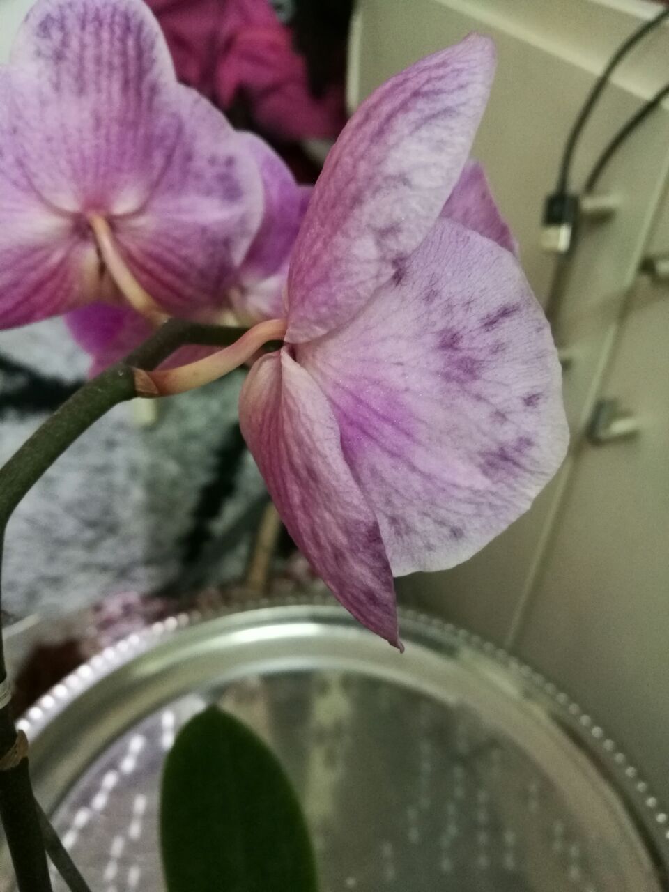 تصویر پرسش و پاسخ گیاه