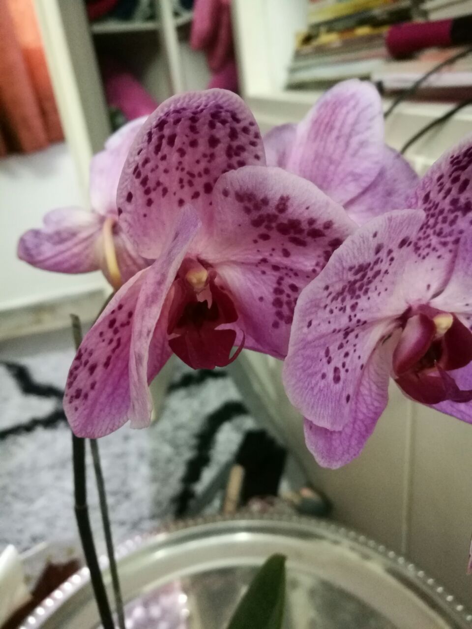 تصویر پرسش و پاسخ گیاه