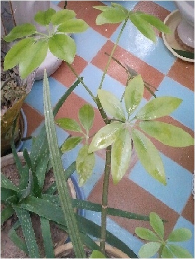 تصویر پرسش و پاسخ گیاه