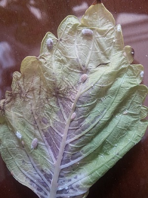 تصویر پرسش و پاسخ گیاه