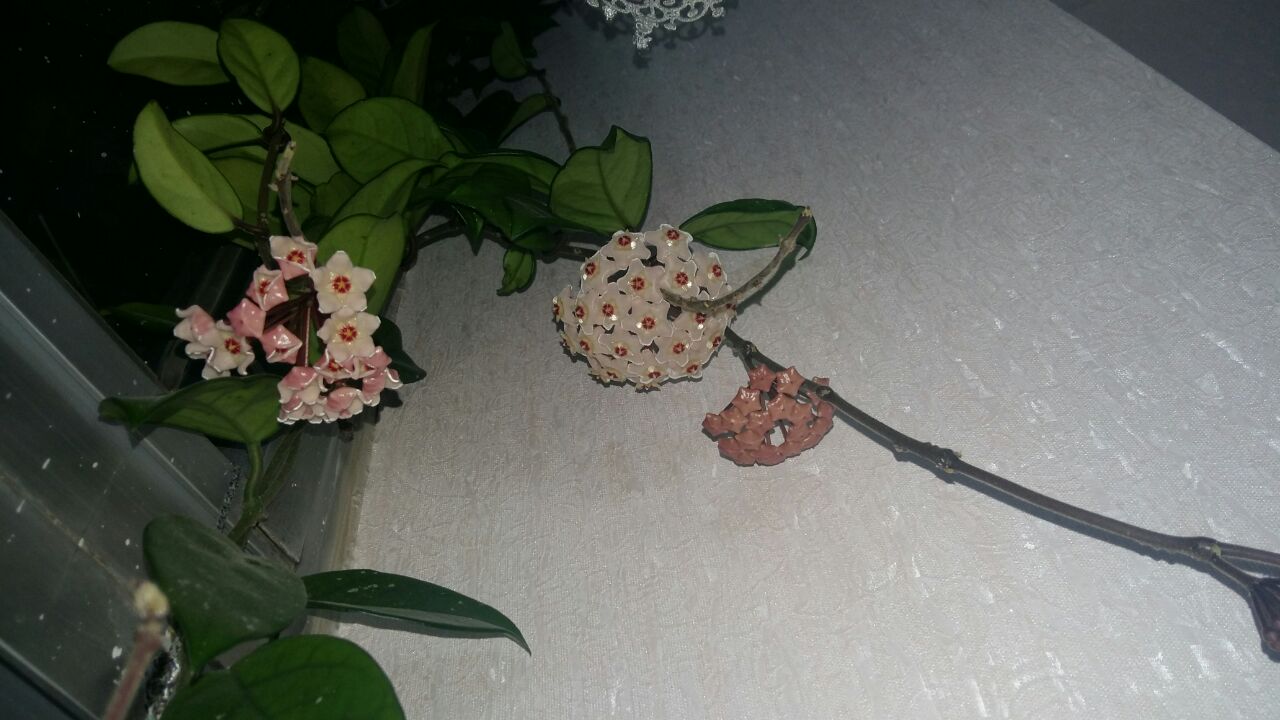 تصویر پرسش و پاسخ گیاه