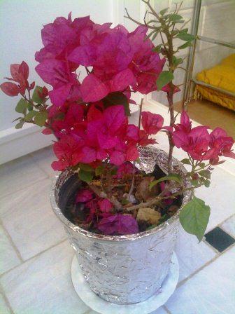 تصویر پرسش و پاسخ گیاه