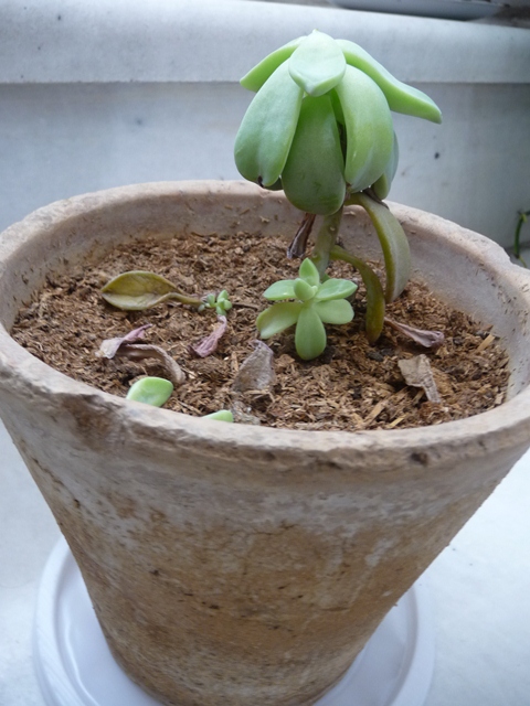 تصویر پرسش و پاسخ گیاه