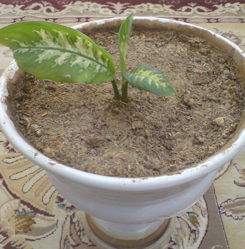 تصویر پرسش و پاسخ گیاه