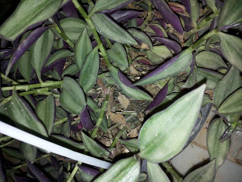تصویر پرسش و پاسخ گیاه