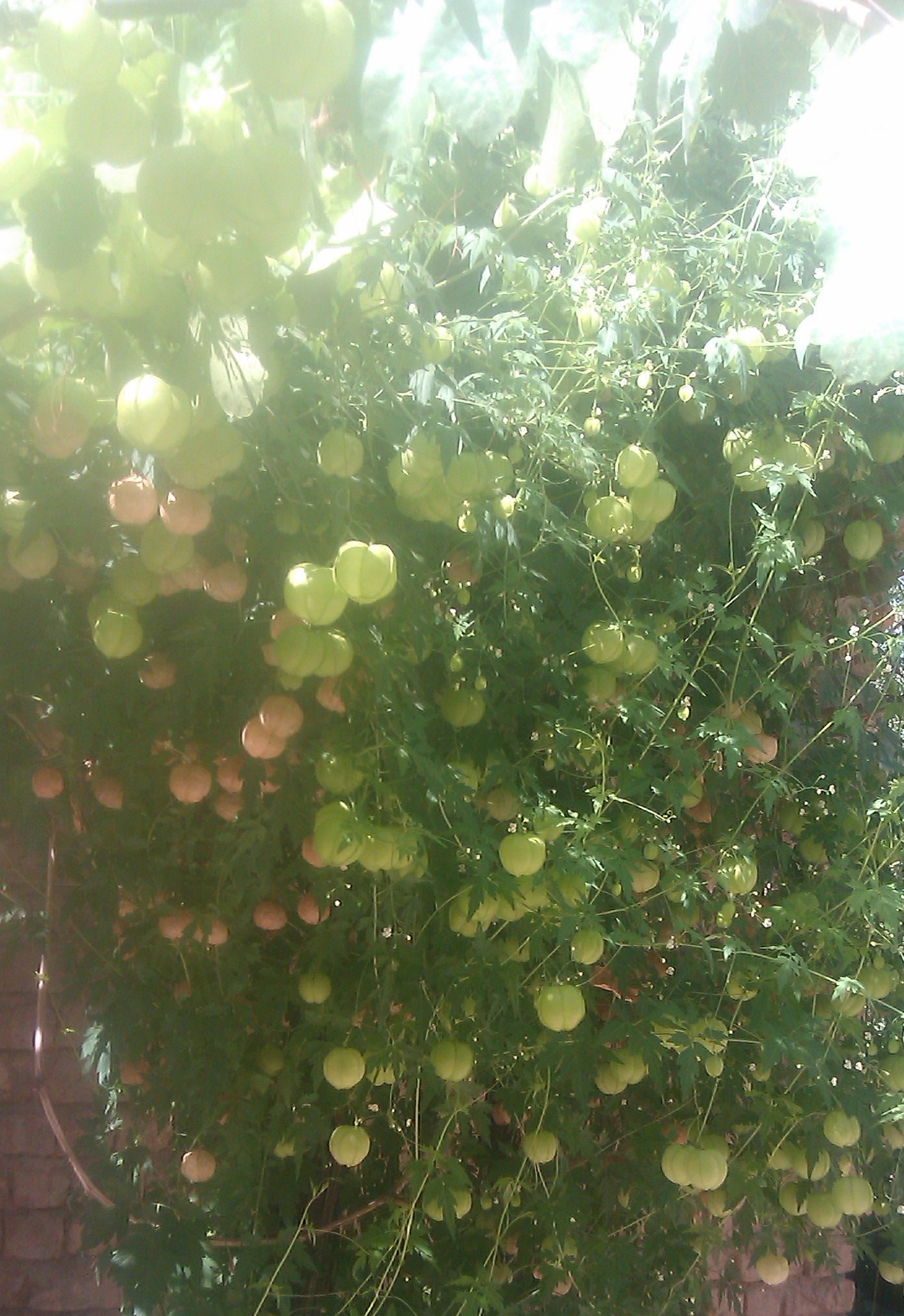 تصویر پرسش و پاسخ گیاه