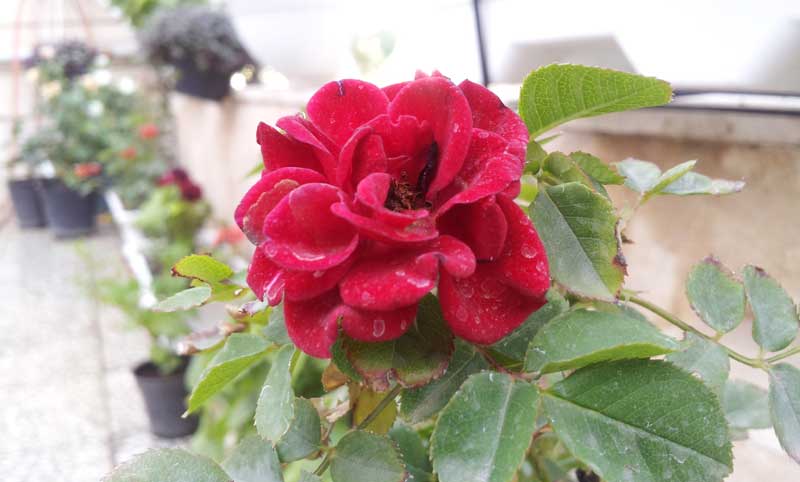 تصویر پرسش و پاسخ گیاه