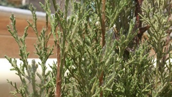 تصویر پرسش و پاسخ گیاه