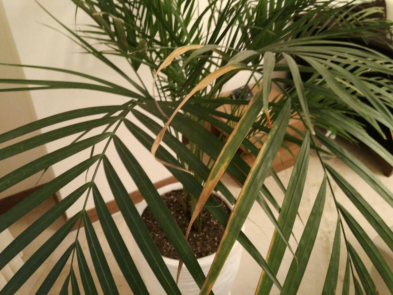 تصویر پرسش و پاسخ گیاه