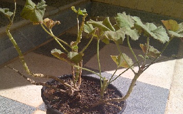 تصویر پرسش و پاسخ گیاه