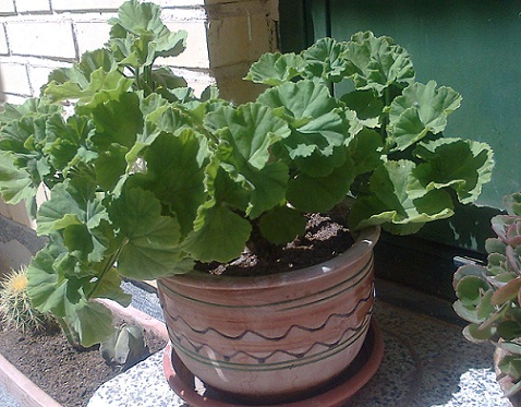 تصویر پرسش و پاسخ گیاه