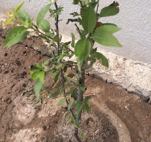 تصویر پرسش و پاسخ گیاه
