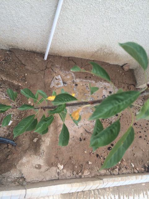 تصویر پرسش و پاسخ گیاه