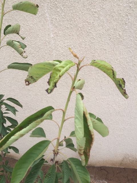 تصویر پرسش و پاسخ گیاه