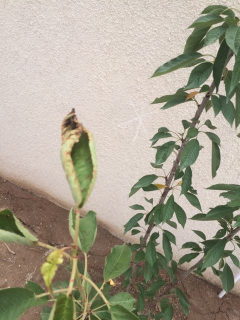 تصویر پرسش و پاسخ گیاه