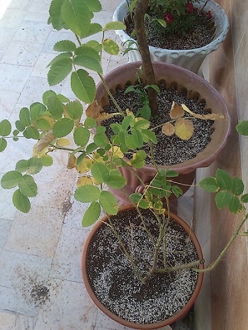 تصویر پرسش و پاسخ گیاه