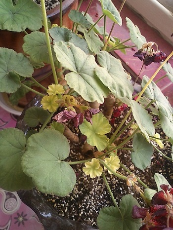 تصویر پرسش و پاسخ گیاه