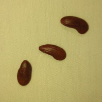 تصویر پرسش و پاسخ گیاه