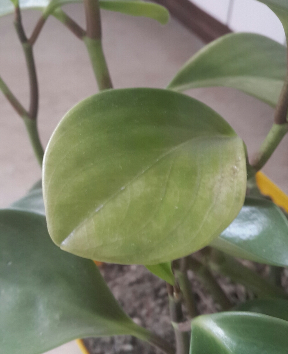 تصویر پرسش و پاسخ گیاه