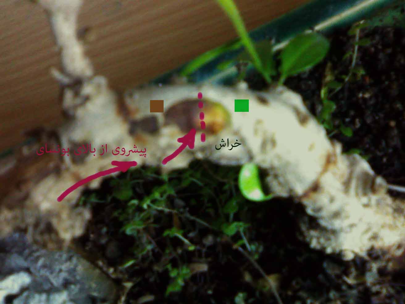 تصویر پرسش و پاسخ گیاه