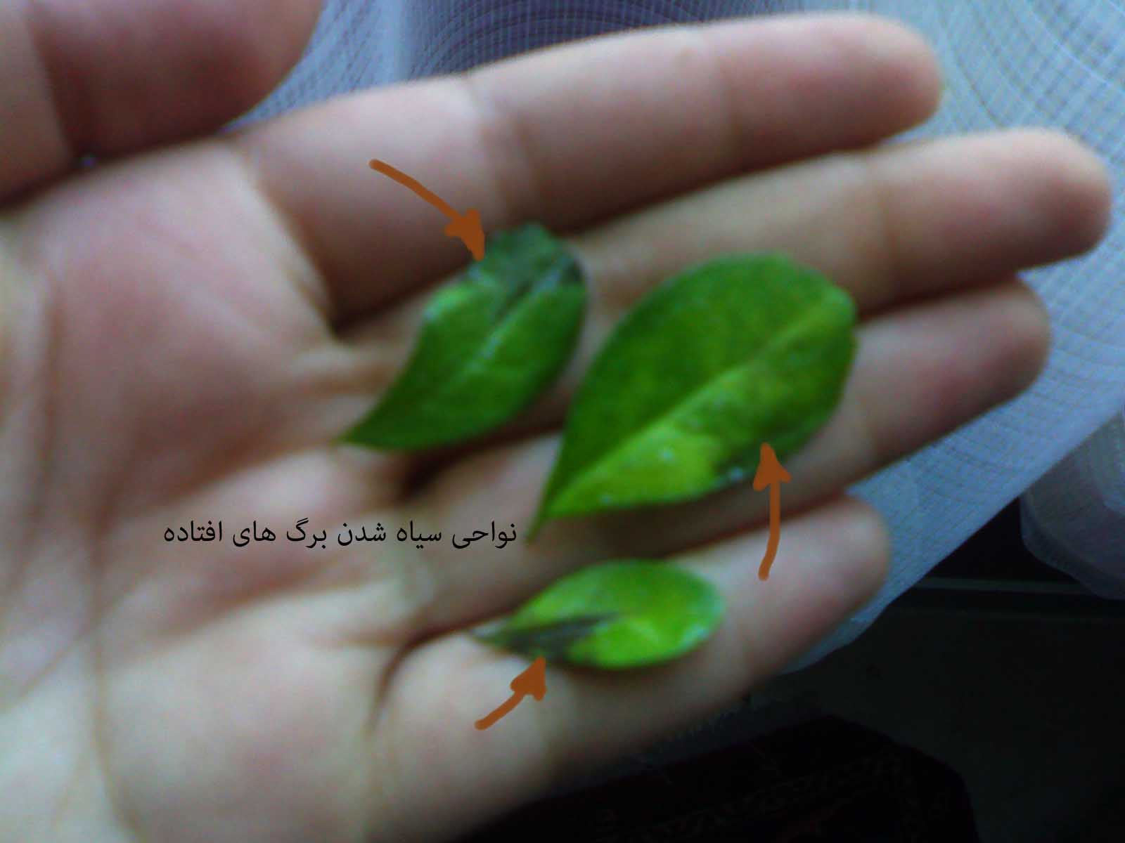 تصویر پرسش و پاسخ گیاه