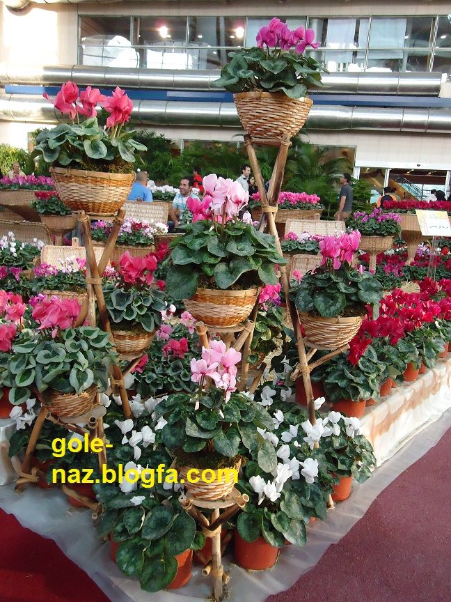 تصویر پرسش و پاسخ گیاه