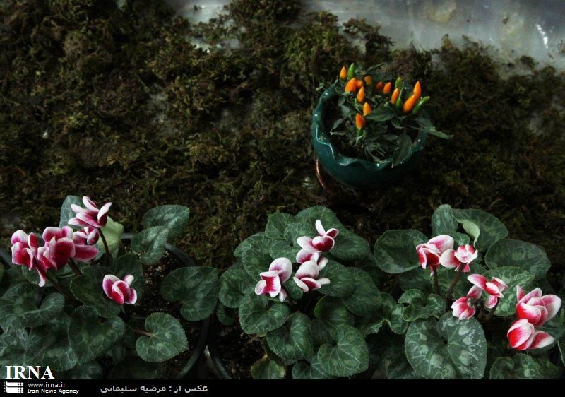 تصویر پرسش و پاسخ گیاه