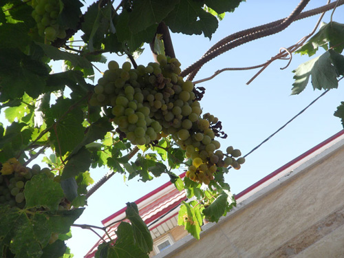 تصویر پرسش و پاسخ گیاه