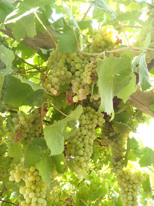 تصویر پرسش و پاسخ گیاه