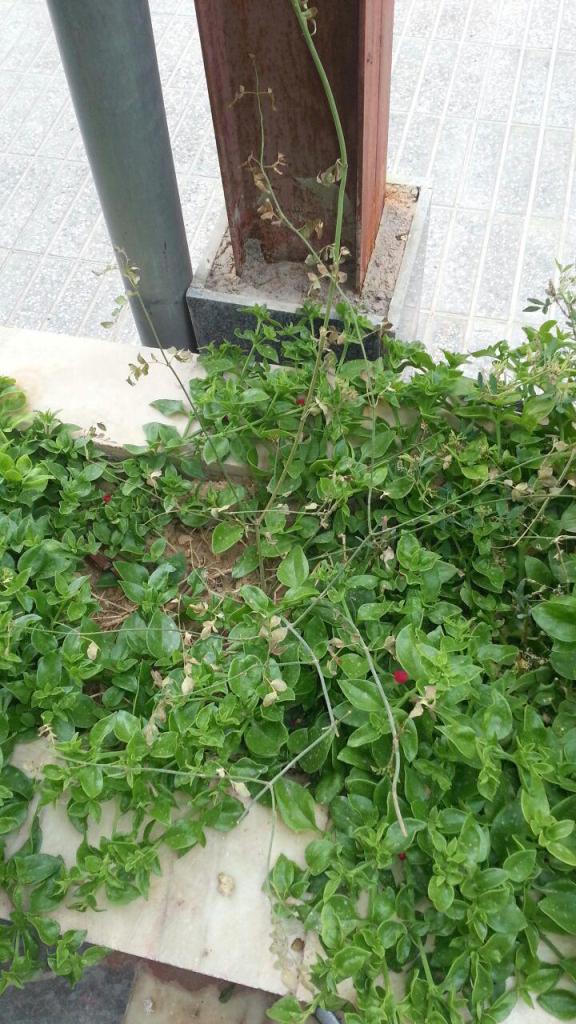 تصویر پرسش و پاسخ گیاه