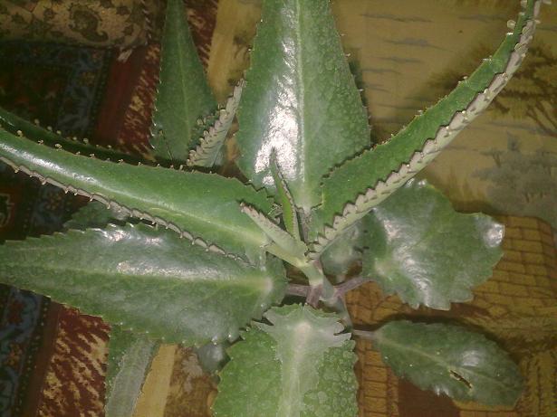 تصویر پرسش و پاسخ گیاه