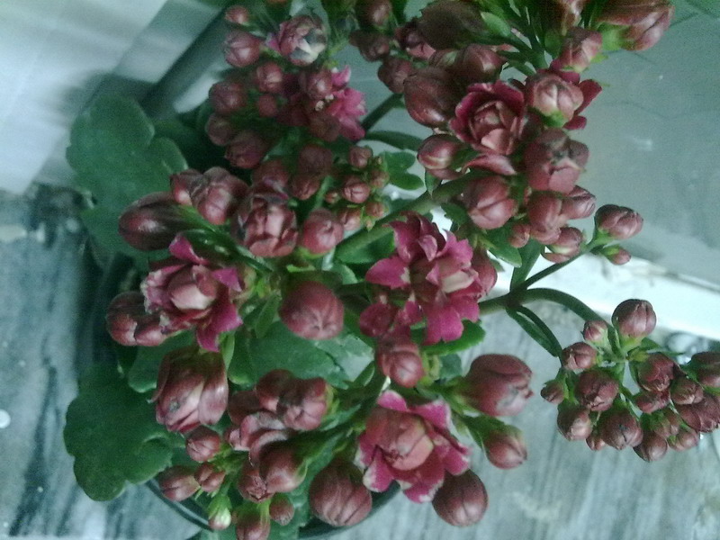 تصویر پرسش و پاسخ گیاه